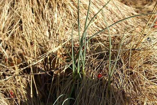 Image of prairie dropseed