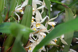 Image of Coelogyne flaccida Lindl.