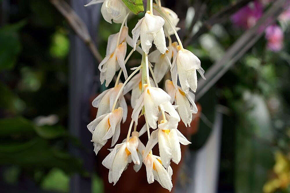 صورة Dendrobium farmeri Paxton