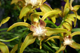 Image of Cymbidium tracyanum L. Castle