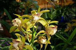 Image of Cymbidium tracyanum L. Castle