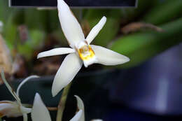 Image of Coelogyne flaccida Lindl.