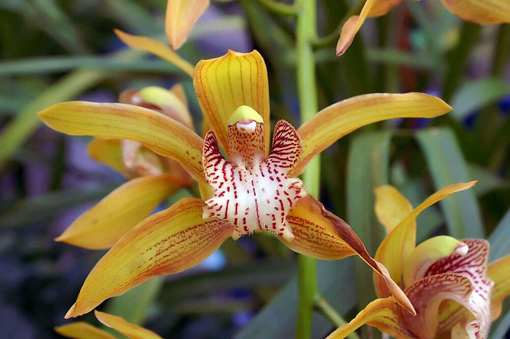 Image of Cymbidium tracyanum L. Castle