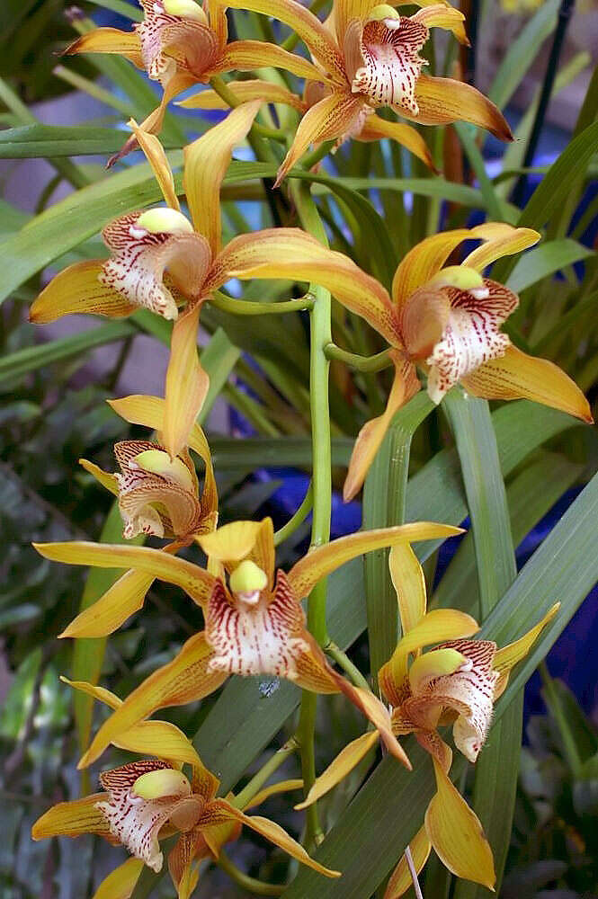 Image of Cymbidium tracyanum L. Castle