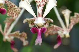 Image of Orchid