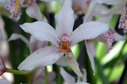 Image of Ivory-colored Cymbidium