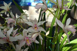 Image of Ivory-colored Cymbidium