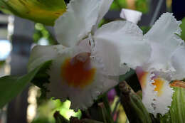 Image of Cattleya schroederae (Rchb. fil.) Sander