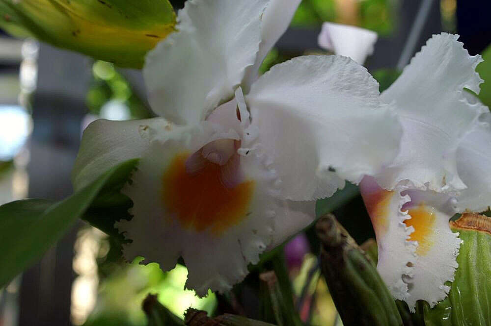 Imagem de Cattleya schroederae (Rchb. fil.) Sander