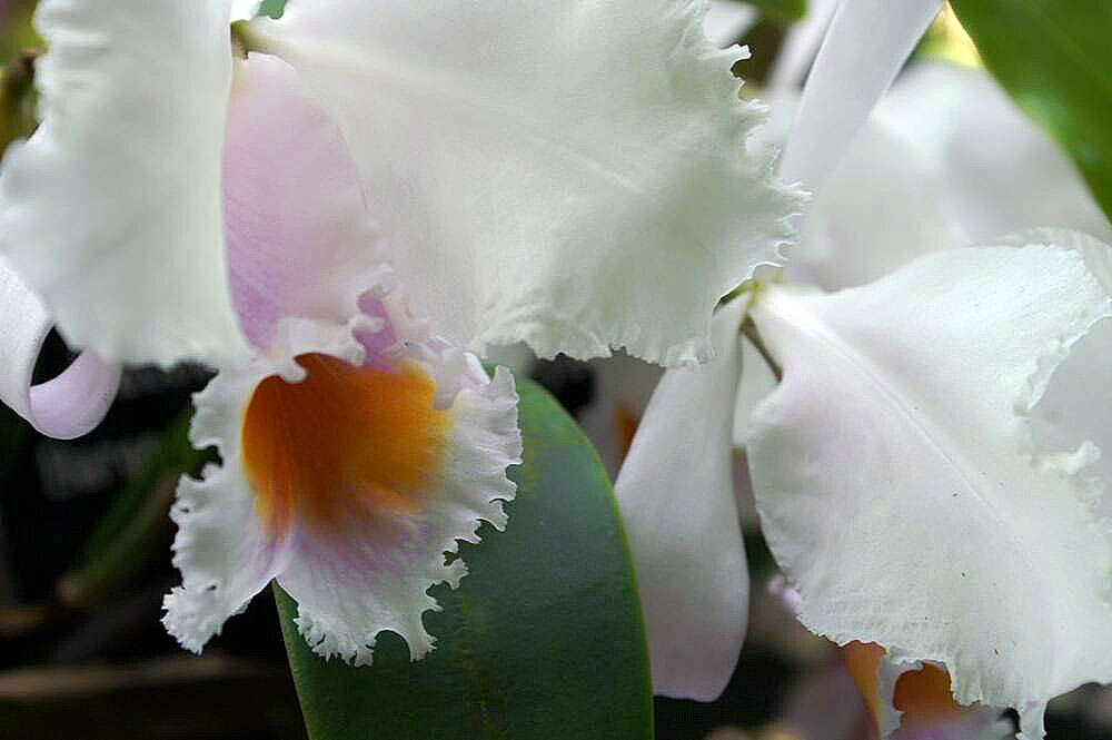 Image of Cattleya schroederae (Rchb. fil.) Sander