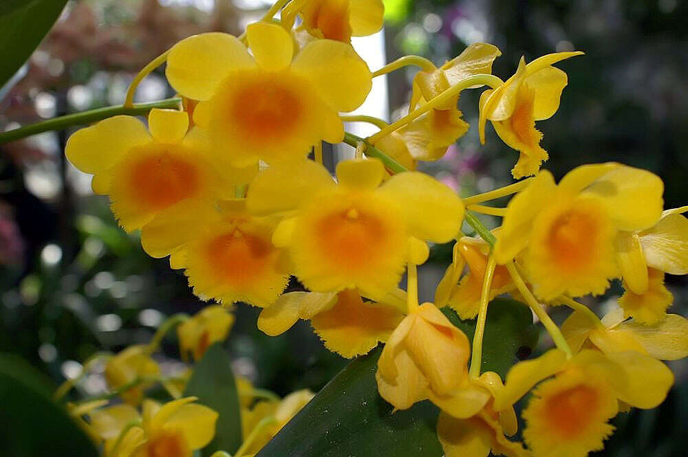 صورة Dendrobium chrysotoxum Lindl.