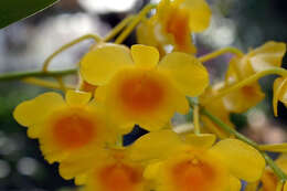 صورة Dendrobium chrysotoxum Lindl.