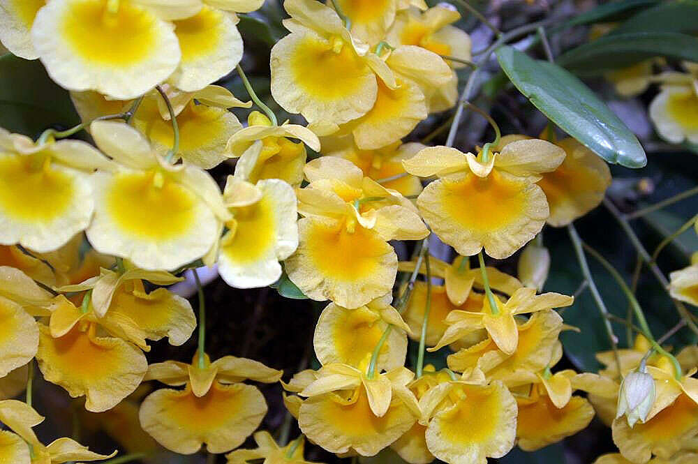 Imagem de Dendrobium lindleyi Steud.