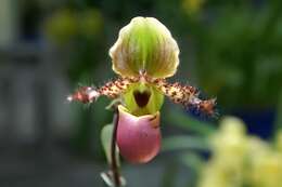 Слика од Paphiopedilum glaucophyllum J. J. Sm.