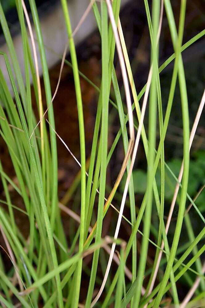 Image of Sticky Flatsedge