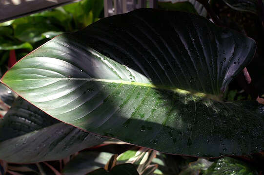 Image of fragrant dracaena