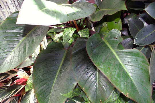 Image of fragrant dracaena