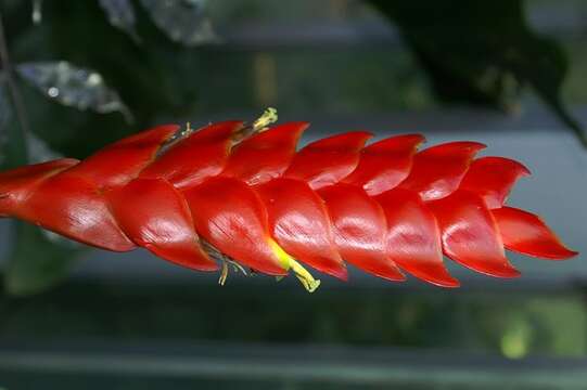 Image of Vriesea erythrodactylon (É. Morren) É. Morren ex Mez