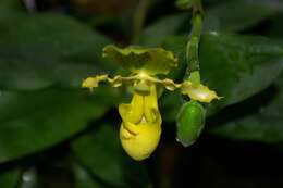 Image of Primrose Yellow Paphiopedilum