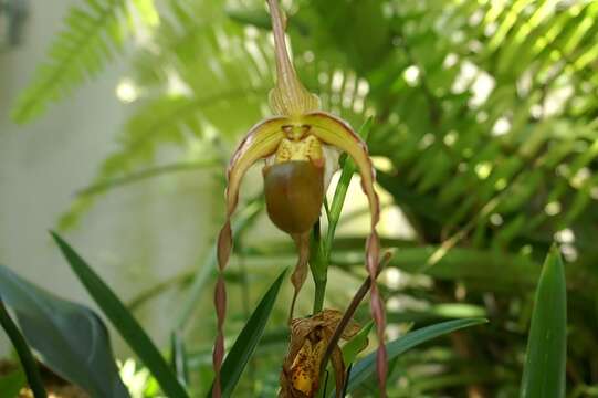 Image of Mandarin orchid