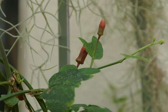 Image of Passiflora sanguinolenta Mast. & Linden