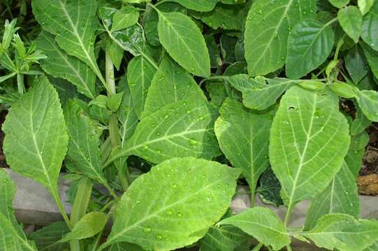 Sivun Salvia divinorum Epling & Játiva kuva