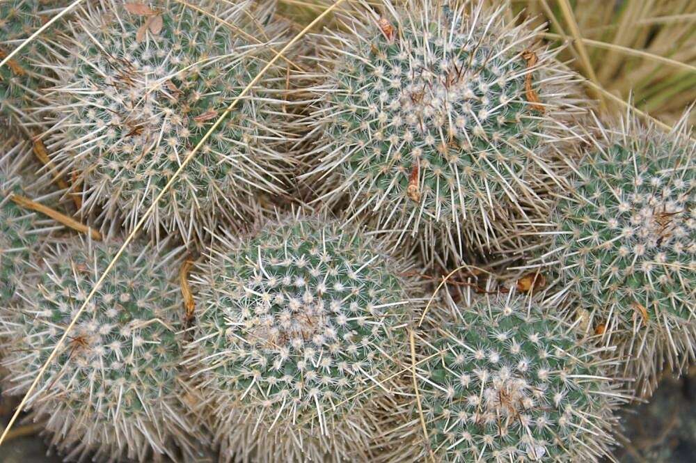 Image de Mammillaria parkinsonii Ehrenb.