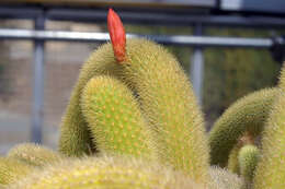 صورة Cleistocactus winteri D. R. Hunt