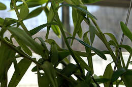 Image of Epidendrum ibaguense Kunth