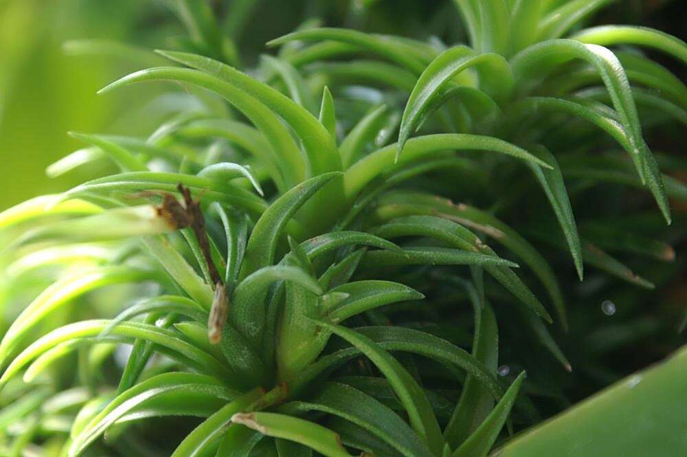 Image of Tillandsia neglecta E. Pereira