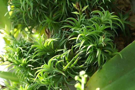 Image of Tillandsia neglecta E. Pereira