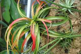 Imagem de Tillandsia brachycaulos Schltdl.