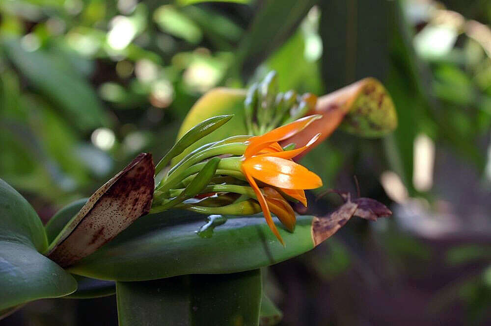 Image of Guarianthe aurantiaca (Bateman ex Lindl.) Dressler & W. E. Higgins