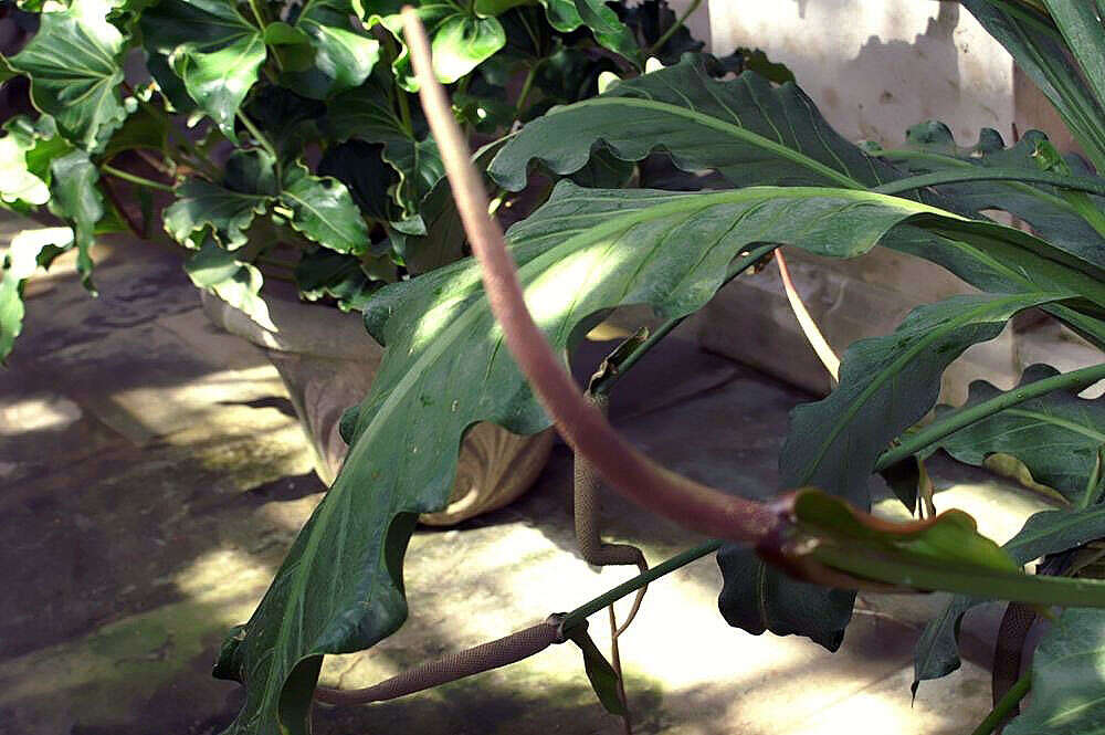 Image of Anthurium eggersii Engl.