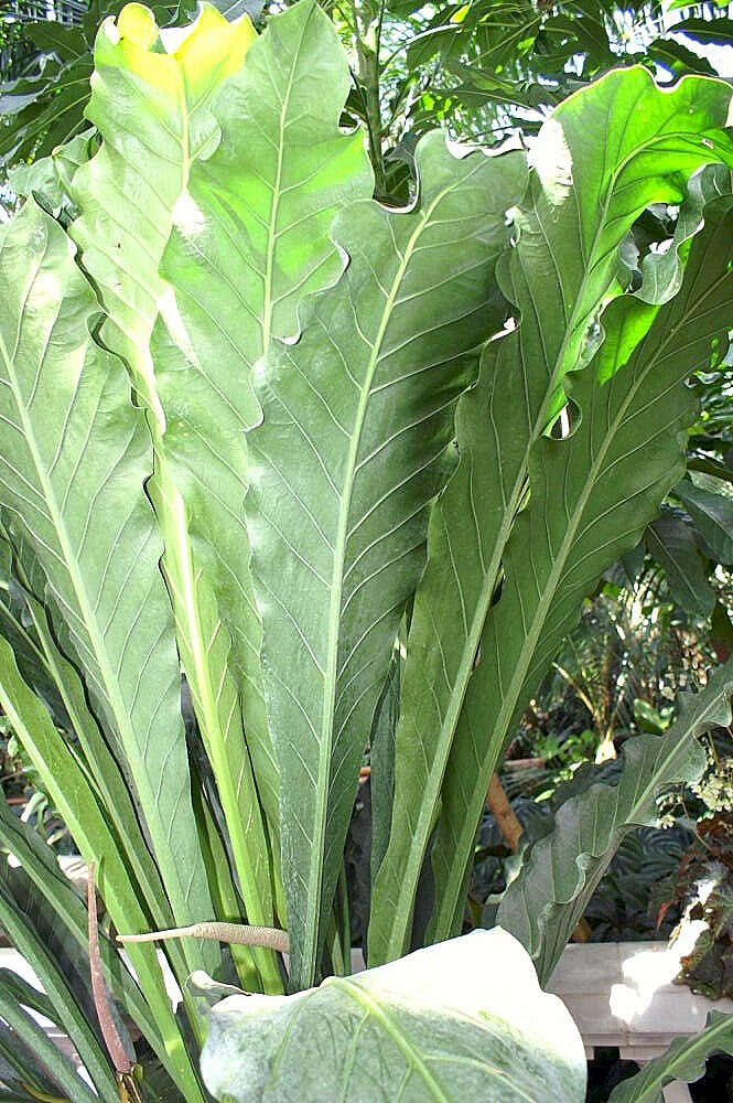 Image of Anthurium eggersii Engl.