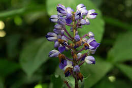 Image of Blue ginger