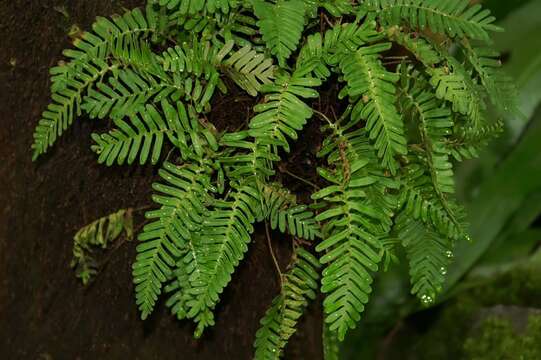 Image of resurrection fern