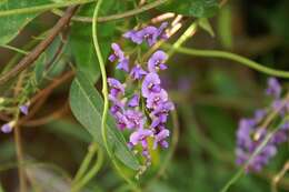 Image of coral-pea