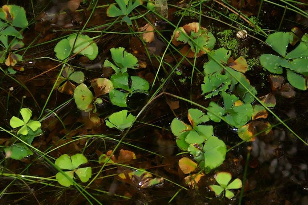 Plancia ëd Marsilea quadrifolia L.