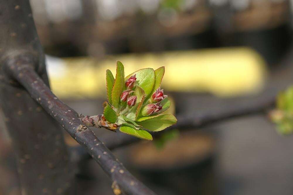 Image of Japanese Crabapple