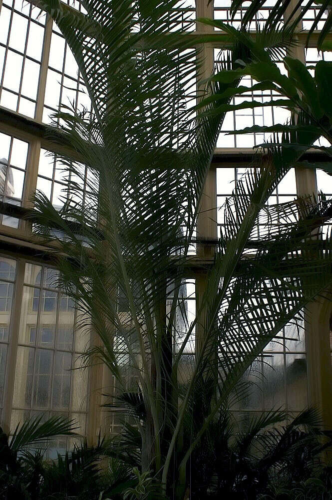 Image of Triangle palm