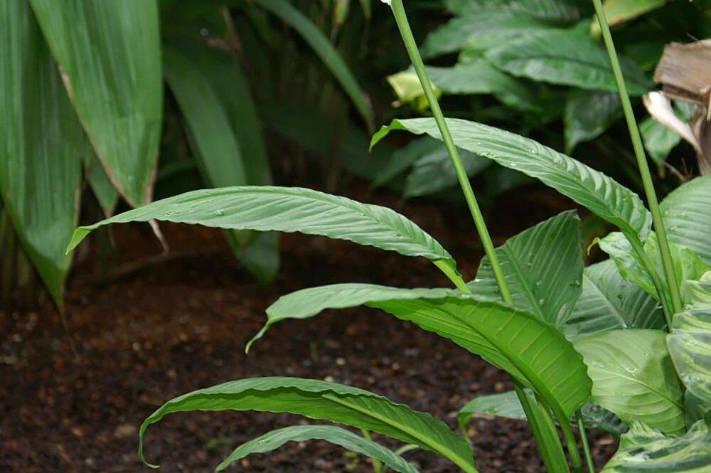 Image de Spathiphyllum floribundum (Linden & André) N. E. Br.