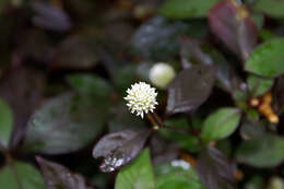 صورة Alternanthera ficoidea var. bettzickiana (Regel) Backer