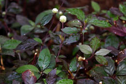 صورة Alternanthera ficoidea var. bettzickiana (Regel) Backer