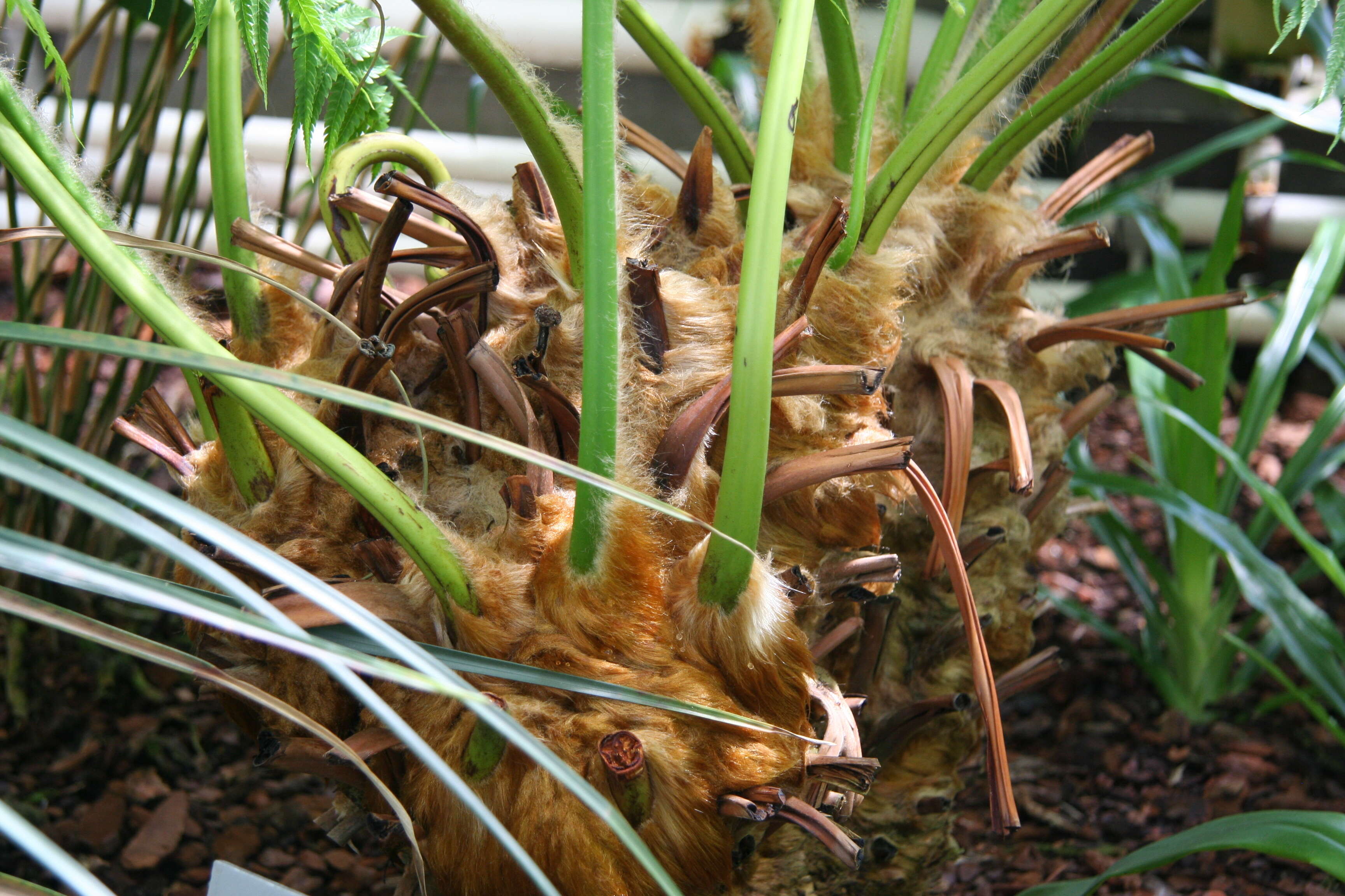 Image of Mexican Tree Fern