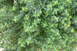 Слика од Teucrium chamaedrys L.