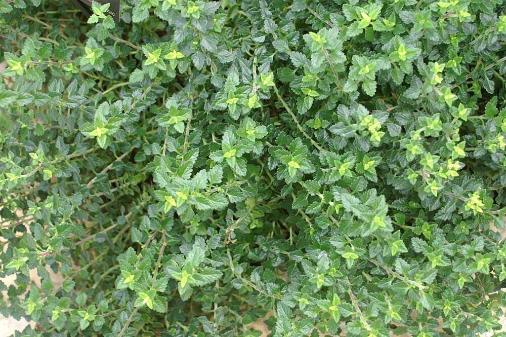 Слика од Teucrium chamaedrys L.