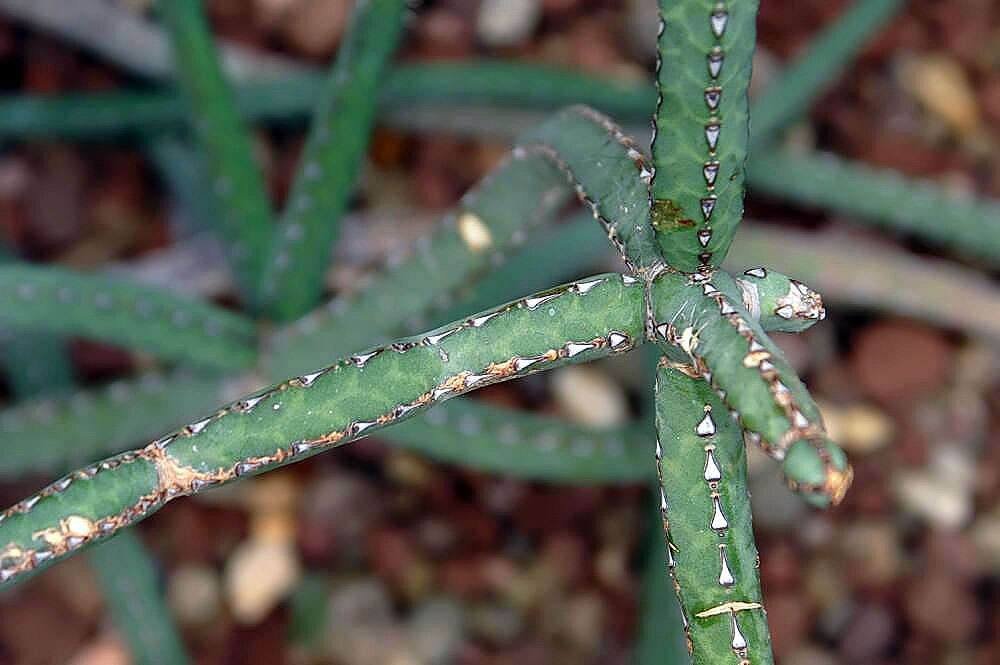 Imagem de Euphorbia heterochroma Pax