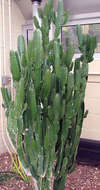 Image of Euphorbia abyssinica J. F. Gmel.