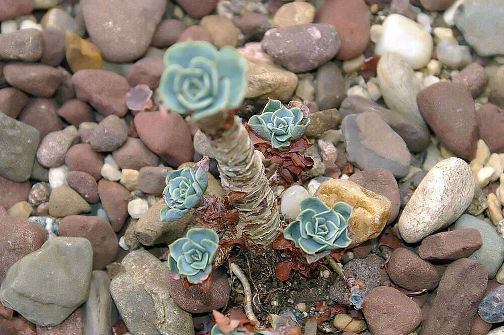 Image of Echeveria runyonii Rose